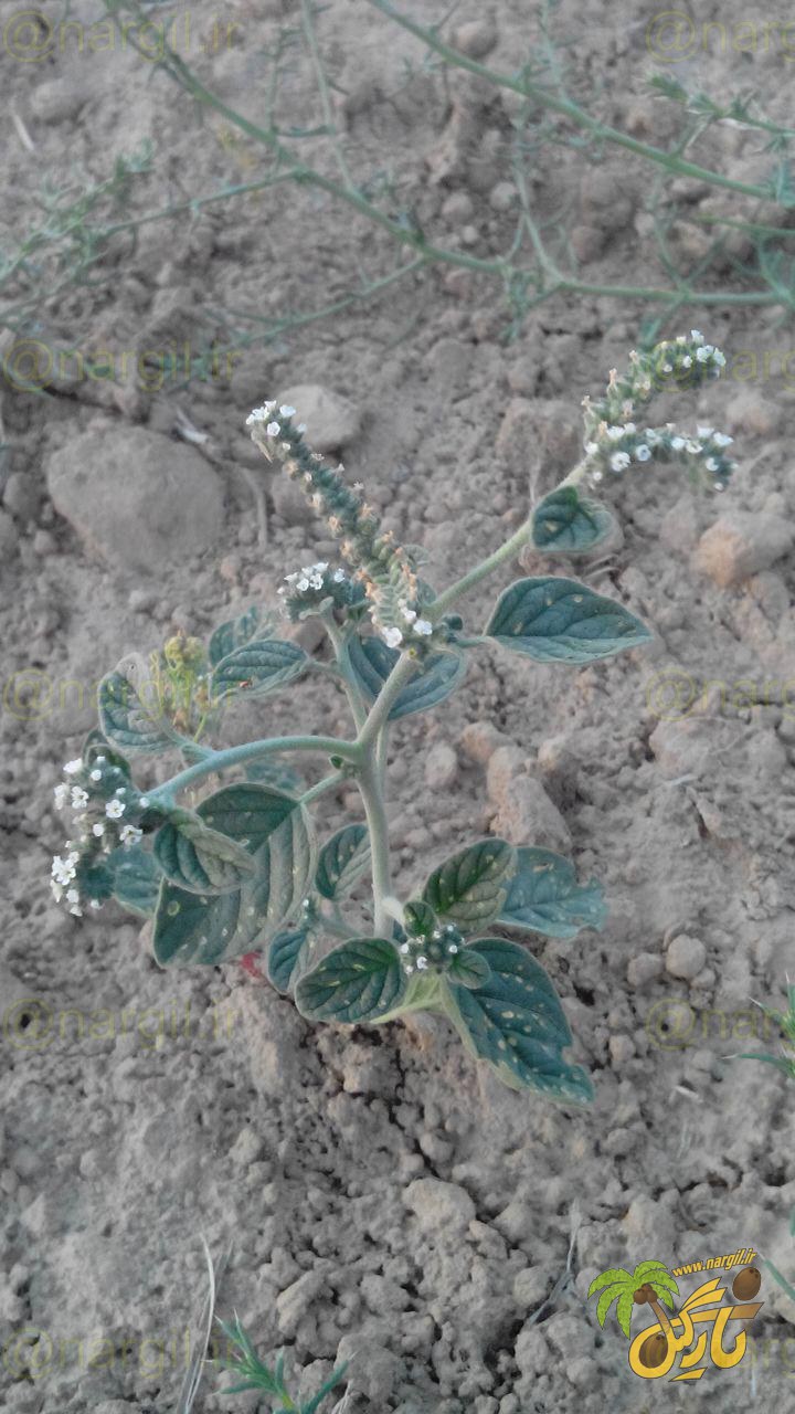 Heliotropium europaeum